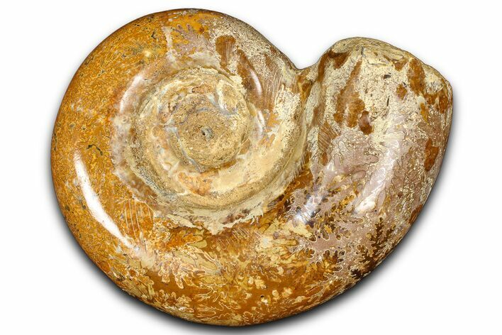 Jurassic Ammonite (Hemilytoceras) Fossil - Madagascar #365360